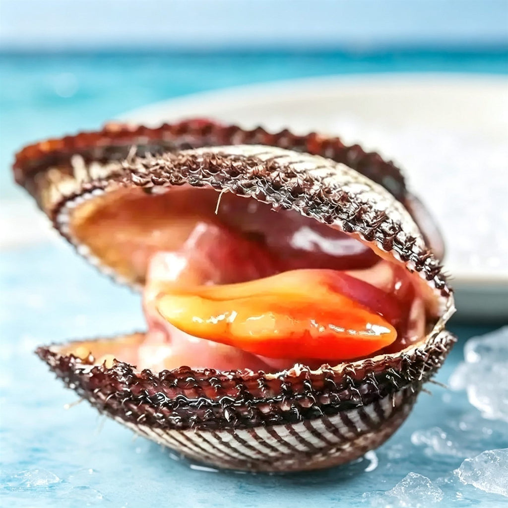 Fresh Live Small Ark Shell