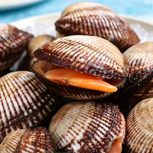 Fresh Live Small Ark Shell