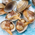 Extra-Large Sand-Free Yellow Clams