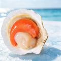 Extra-Large Live Japanese Scallops